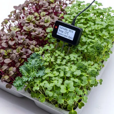 Microgreens control