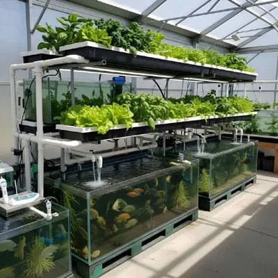 Aquaponics plants