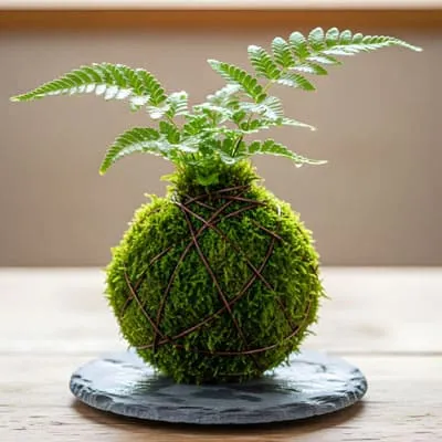 Kokedama Fern