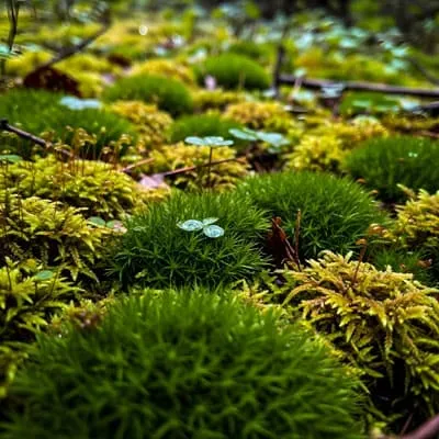 Mosses