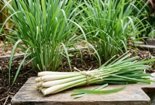 lemongrass