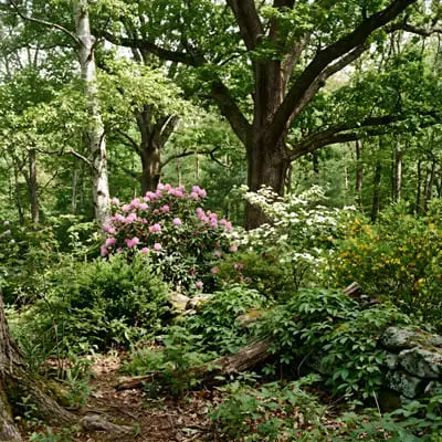 How Raised Garden Beds Enhance Backyard Design 5 Woody plants