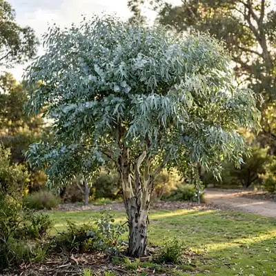 beuatiful eucalyptus gunnii