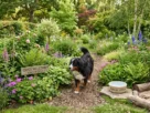 Bernese dog in a garden