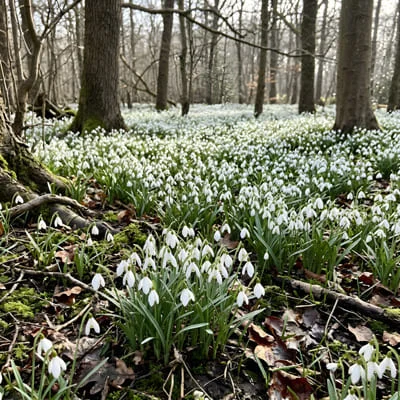 Snowdrop Bulbs: When to Plant Them and How to Get Them to Spread 10 carpet snowdrop bulbs