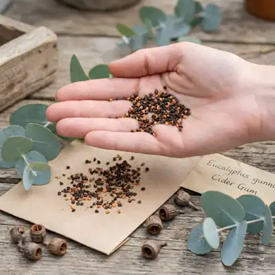 eucalyptus gunnii seeds