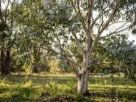 eucalyptus gunnii on site