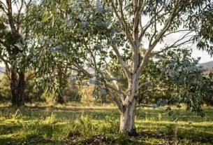 eucalyptus gunnii on site