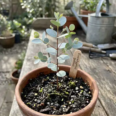 eucalyptus gunnii young plant