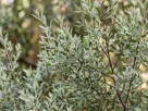 eucalyptus parvifolia foliage