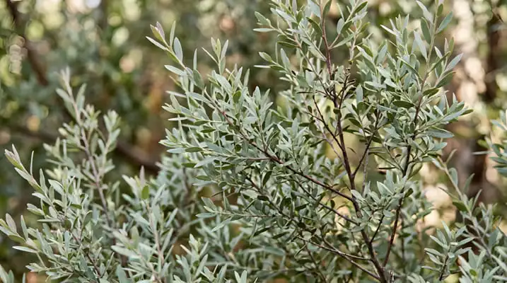 eucalyptus parvifolia foliage