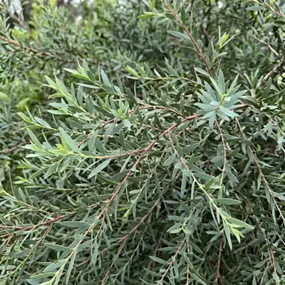 eucalyptus parvifolia foliage