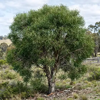 eucalyptus parvifolia tree