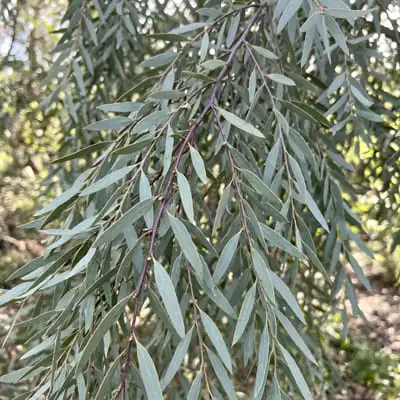 foliage