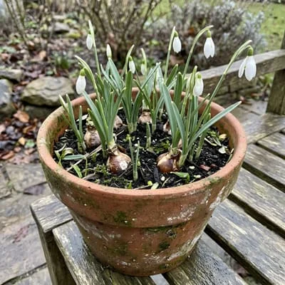 Snowdrop Bulbs: When to Plant Them and How to Get Them to Spread 7 Snowdrop bulbs growing in pot