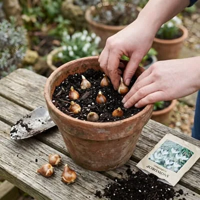 Snowdrop Bulbs: When to Plant Them and How to Get Them to Spread 9 Snowdrop bulbs planted in pot