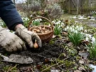 Snowdrop bulbs garden